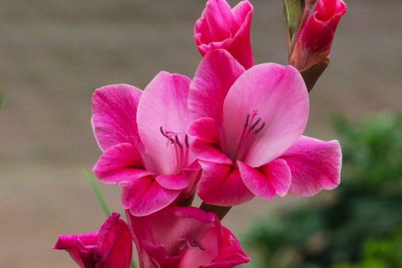 『生肖』7月中旬，旧爱找上门，前缘再续，误会解除恩爱一生的四大生肖