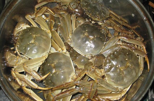 螃蟹|蒸螃蟹时，锅里不要加水！教你饭店不外传的做法，螃蟹越蒸越香