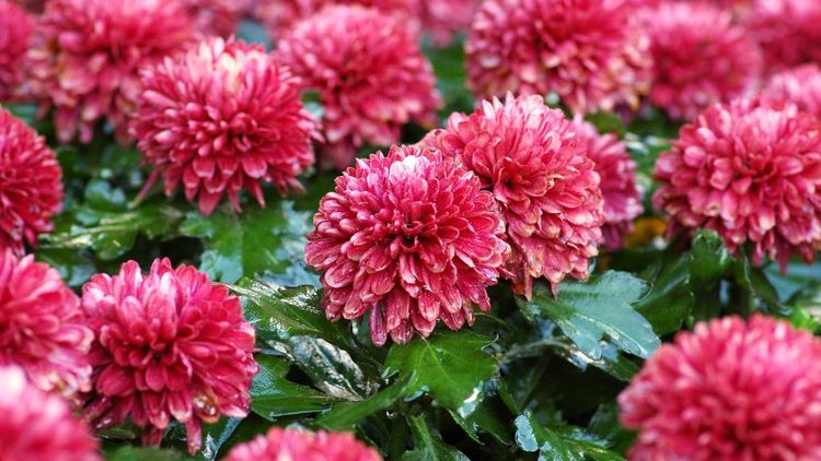 生肖|8月中旬开始赚钱如流水，事业畅通无阻步步高升，数钱到手软的4大生肖！