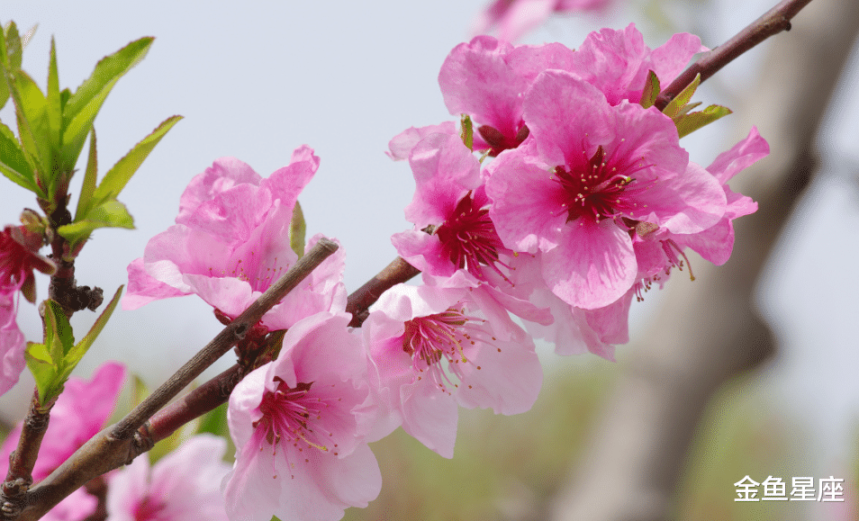 生肖|经得过苦难，半年之内工作顺遂，财神爷送惊喜，3生肖接喜接大财