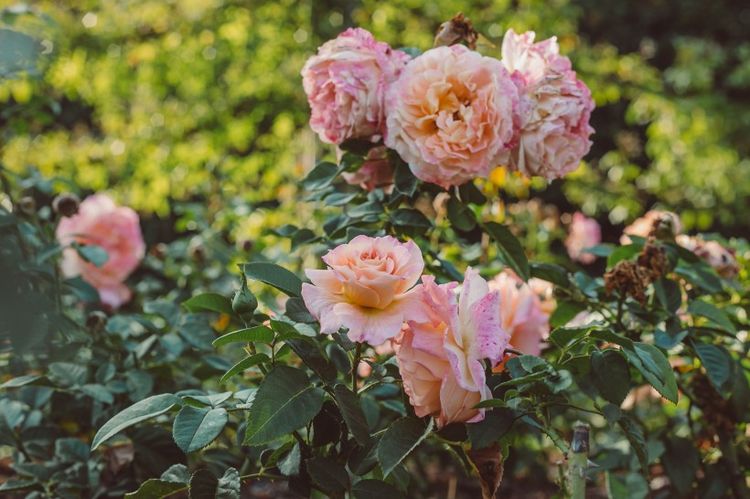 天蝎座|近期，逃不过桃花劫的4大生肖，月老祝福，运气要爆表！