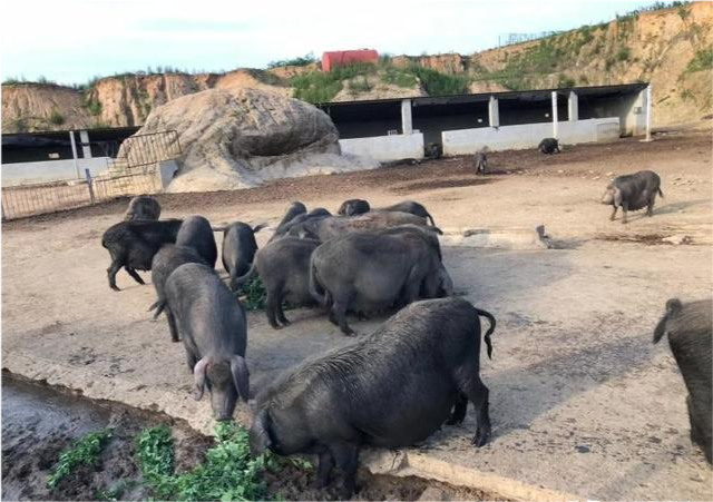 生猪价格|猪价高位运行近一年，那2021到2023年养猪利润如何？靠谱预测来了