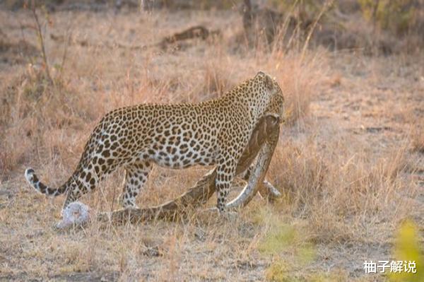 【蟒蛇】5米长的蟒蛇正在进食，结果被花豹盯上了，豹子：这辣条真好吃！