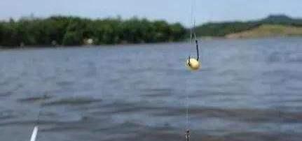 鲫鱼|麦粒真的适合钓鲫鱼吗？钓是能钓，但是要看哪种情况！