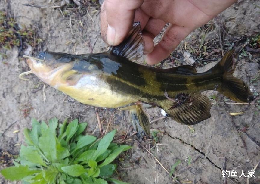 ##垂钓黄颡鱼，用女士丝袜打窝诱鱼，是利用蚯蚓的腥味来诱鱼入窝