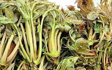 香椿■医生从不吃的“3种菜”,可能是癌细胞“同伙”,尽量少吃