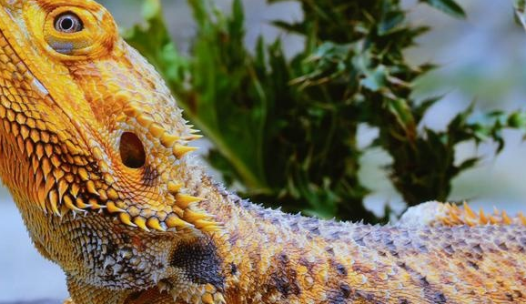 大屏|国产电视强势崛起!百寸大屏2000ANSI流明,海信也得服