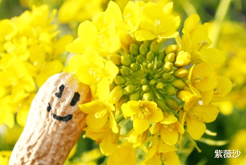 生肖|容易相处，脾气好，值得深交的三大生肖男