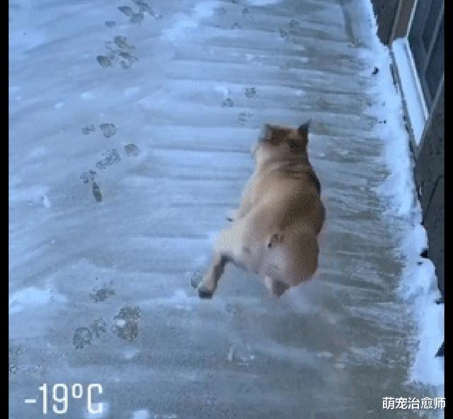 屋外零下19度狗偏要出去玩，结果刚出门就被冻得往回跑，冻死狗了
