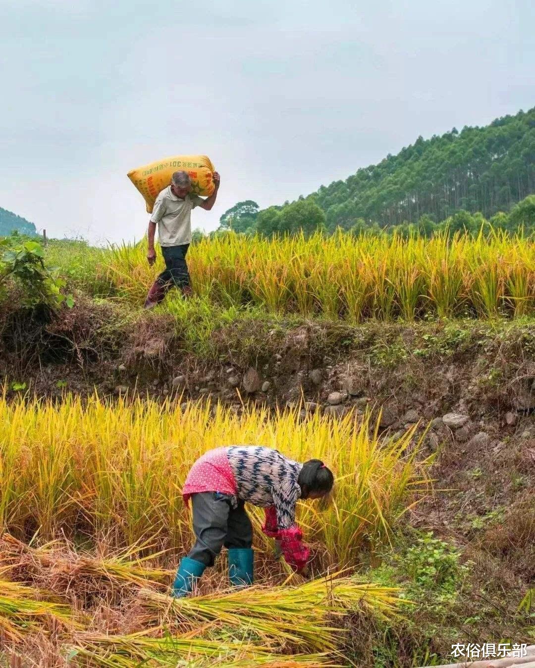 农俗俱乐部|7月16号入伏，40天的伏天，老农常说“入伏有6怕”是哪6怕呢？