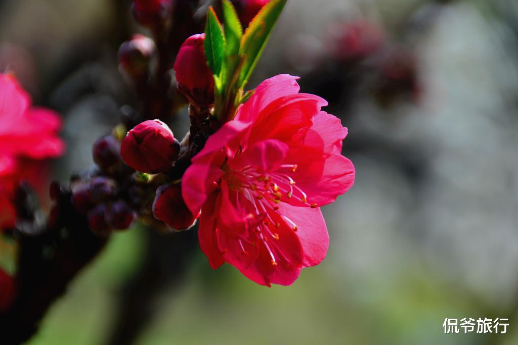 「生肖」最近有缘中大奖的3大生肖，偏财运上门挡不住