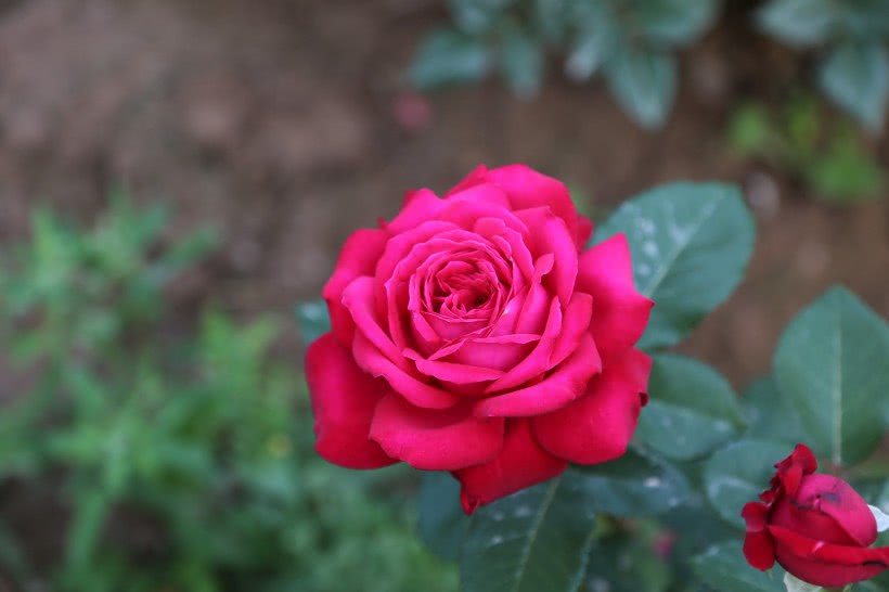 『重来』6月，爱情重来，姻缘傍身，4大生肖爱情异性缘飞涨，将旧情复燃