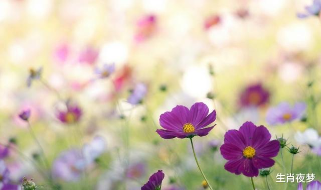 『天秤座』4月，爱情花开，旧情人再次回归，3生肖爱意蔓延，不管不顾在一起