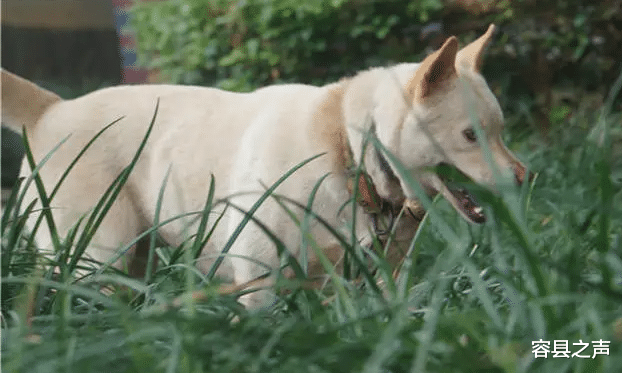 容县之声|广西一小区多条毒蛇闯入，有人开门就掉下一条眼镜蛇