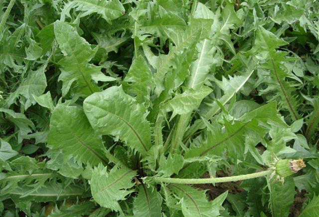 [消炎药]纯天然的消炎药，女性要多吃，感冒、妇科炎症看见也许绕道跑