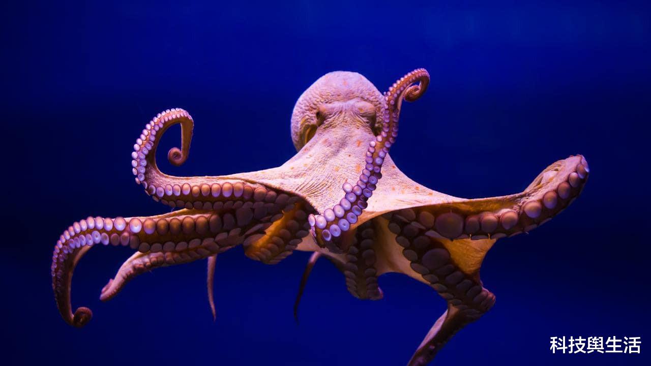 基因|章鱼真实身份不是地球鱼?科学家发觉不对劲,它或来自外太空!