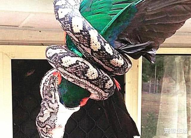 【金刚鹦鹉】金刚鹦鹉在院子躁动，担心有人偷鸟，冲忙跑出去后，明哲保身