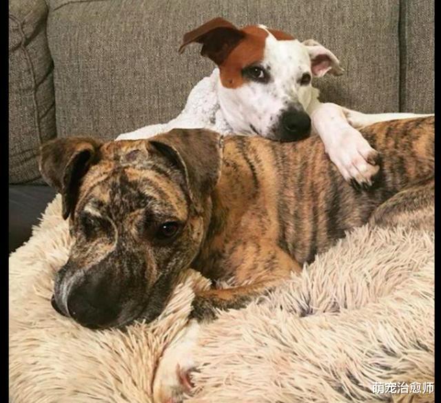 狗狗脸部被钝器打伤致畸形，一位兽医的好心救助，让它获得重生！