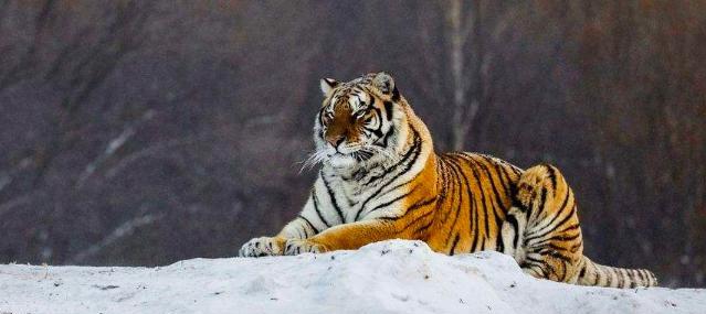 老虎■老虎求爱不成妄图武力威胁，被摄影师全程拍下，表情动作实在高能