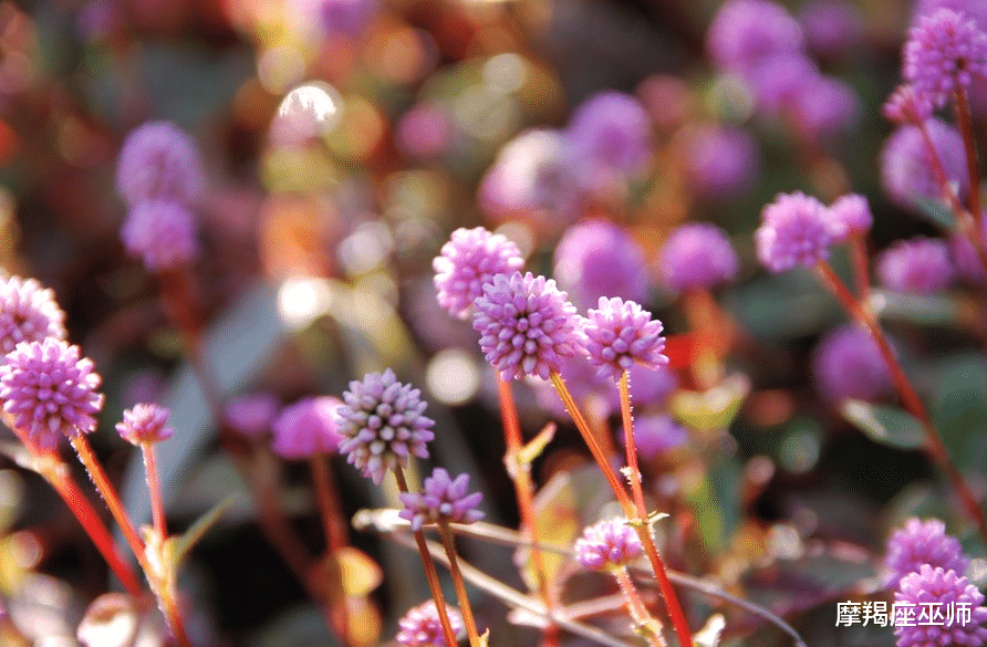 生肖|11月,浪漫温馨,忠贞不渝,缘来缘去,不离不弃,爱情接踵而来