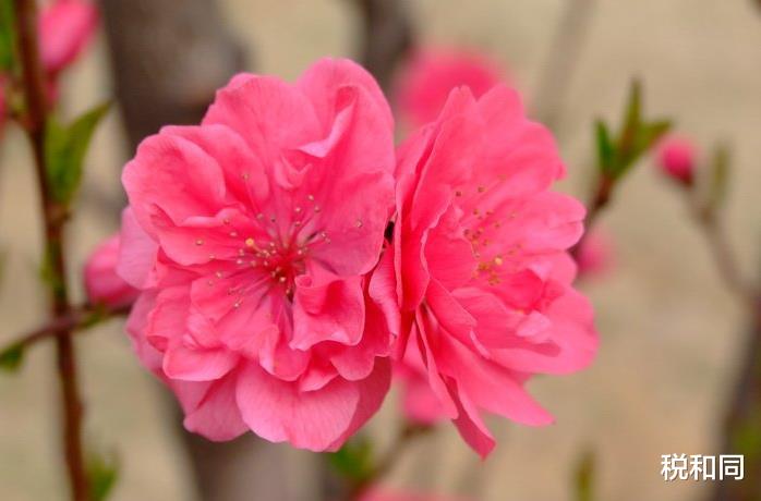 #生肖#6月22号，4大生肖财富临门，前景一片光明，想不富都难