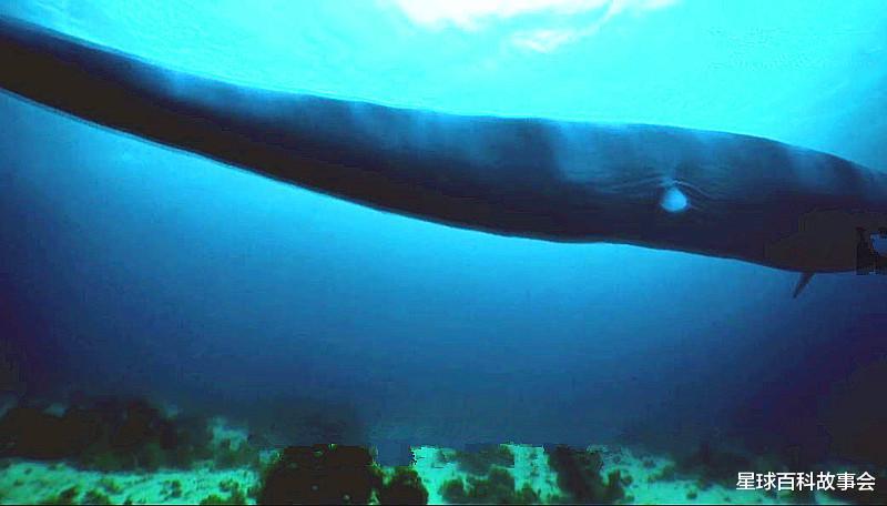 卫星|探秘海洋霸主的独特进化史，鲸鱼家族的祖宗原来像一头狼