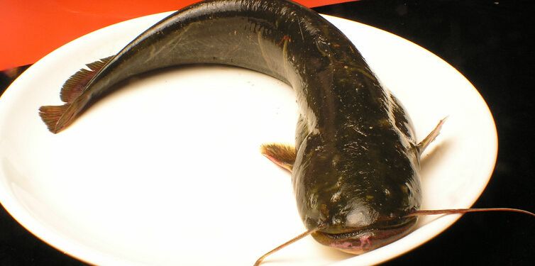 |鲶鱼的生长太疯狂：最大的鲶鱼已经长到一层楼那么高