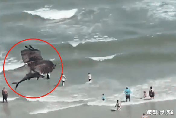 #章鱼#实拍：一只老鹰从海中抓起一条鲨鱼，另一老鹰偷袭章鱼被拖下水