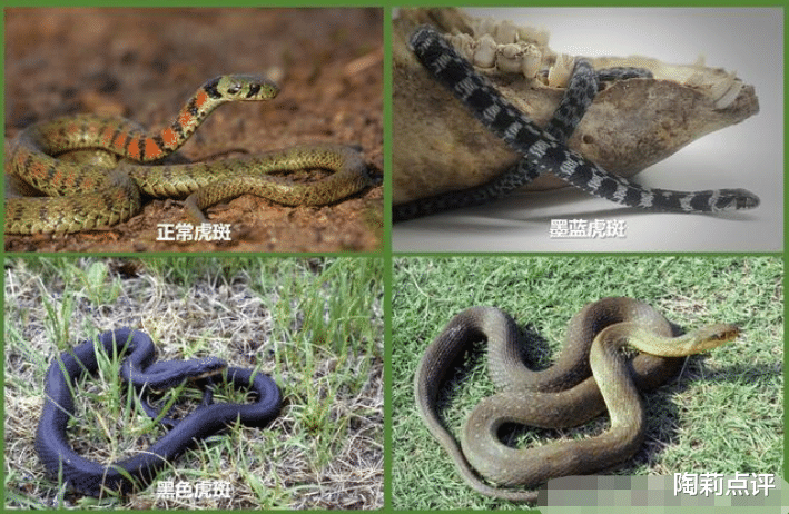 毒蛇|毒性堪比“五步蛇”却被说是无毒蛇？常见的奇特毒蛇：虎斑颈槽蛇