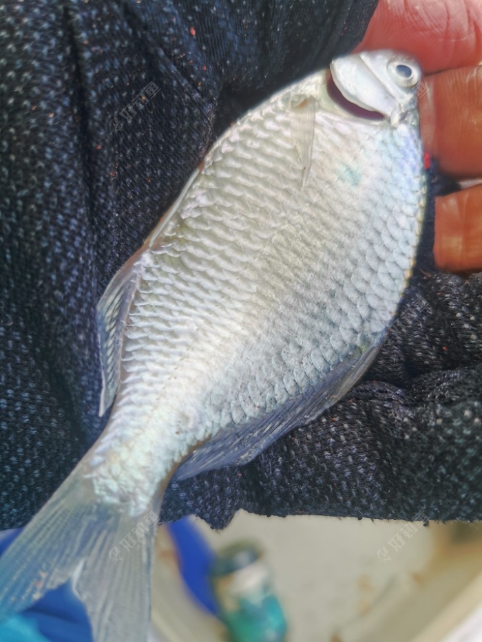 |秋意渐浓，在秋风中享受垂钓的快乐