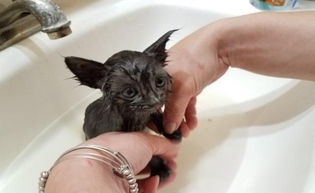 【】男子和朋友去钓鱼，不料“钓”到两只猫，一人一只带回家