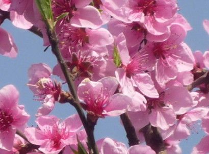 生肖@恭喜3生肖!2020年财帛大赚,福气享不尽,顺利发家致富