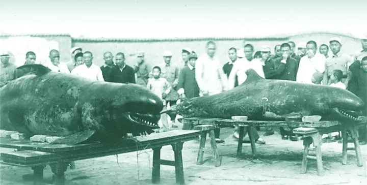 营口|有照片报导的坠龙事件，专家说是鲸，你信吗？