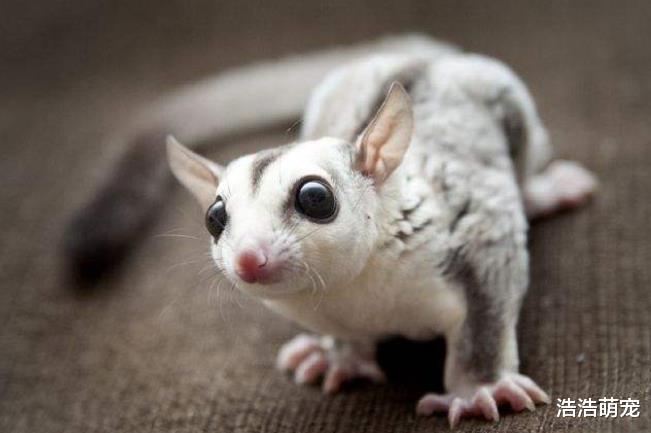 这5种宠物特别粘人，尤其第一种，宠主不理它真的会死