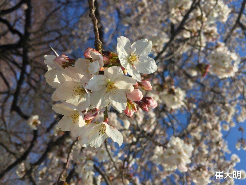 运势|7月开始财富大利，运势上升，事业得心应手，福运亨通的四大生肖