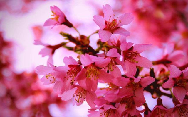 生肖|8月热浪来袭，有缘人为您备好，这几大生肖准备喜迎桃花运