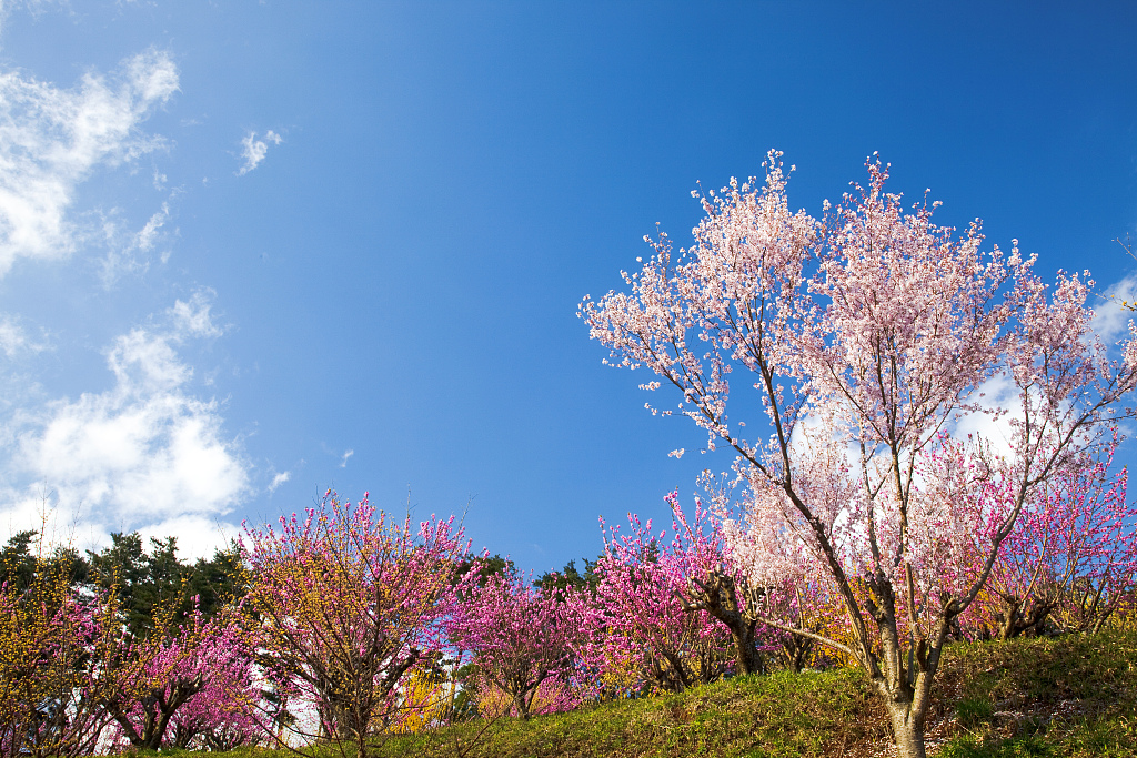 天蝎座|下半年，喜鹊报喜，大吉大利，3个星座爱情事业双丰收！