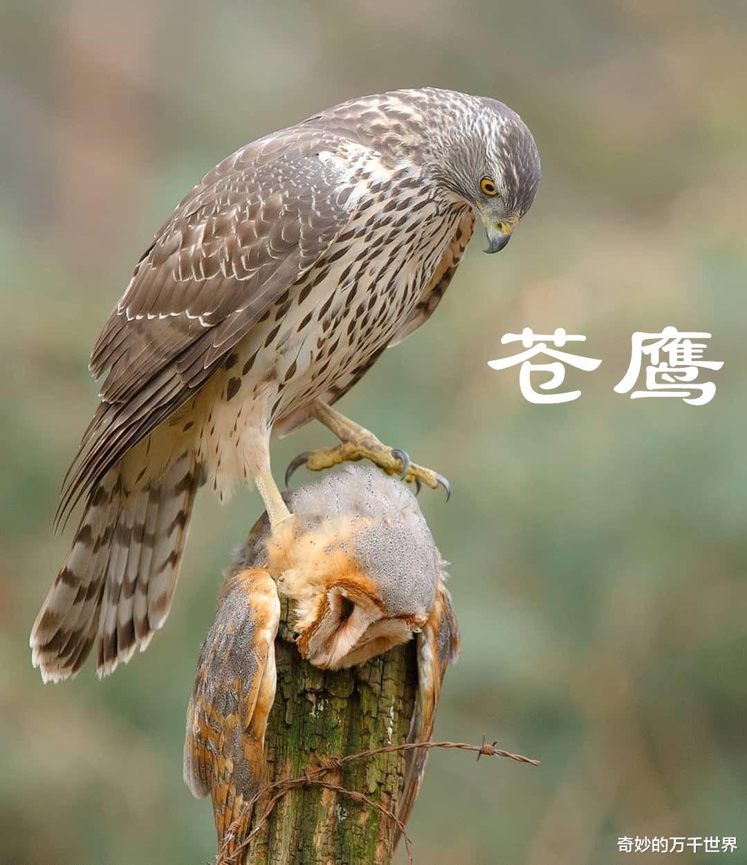 东北方言里“老楞”就是老鹰,但你知道老鹰指的是哪种动物吗?