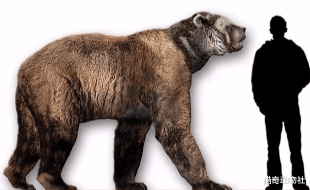 短面熊■霸王龙和巨型短面熊，谁更厉害？为什么？