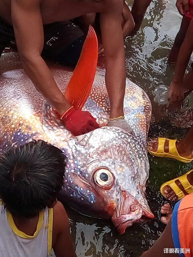 6.6級地震後菲律賓漁民在海面上撈到罕見深海巨魚，有人恐為噩兆-圖6