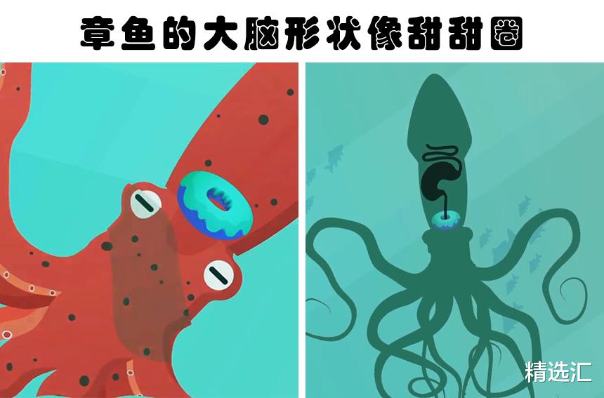 蜘蛛：可能会让很多人意想不到的10个冷知识