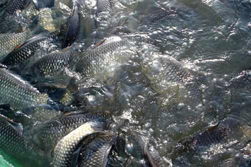 |掌握气候，风向对鱼的影响，钓鱼很简单！