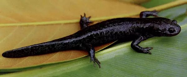 金华发布|国庆涨见识！浙江12种重点珍稀濒危野生动物，你见过几种？快来看看→