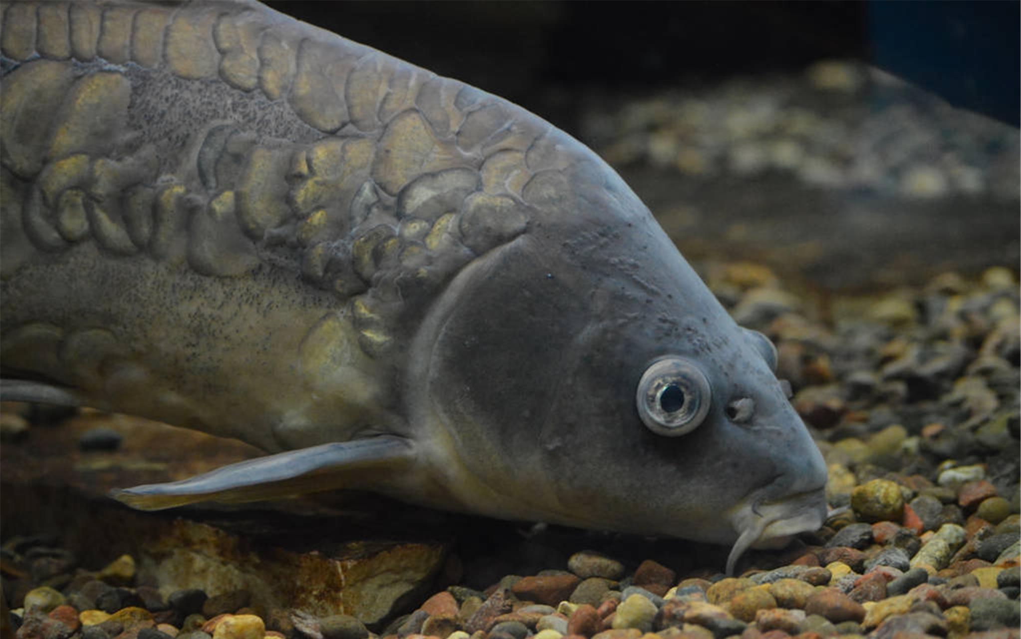 『』春夏季鲤鱼怎么钓