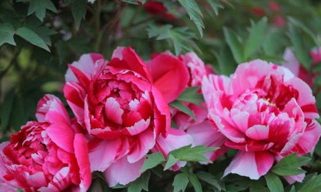 生肖|7月10号开始这三生肖气运非常的旺,时来运转,富贵盈门