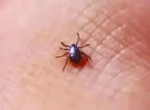 [肺炎]发烧半月还出现“大白肺”！新冠肺炎？起因竟是一只小虫子