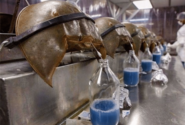 科学家|拥有蓝色血液的生物，活了4亿年，能救人类却不能被人类所救