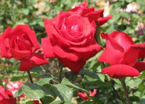 生肖|步入10月，4属相财源滚滚，桃花运连连大涨，爱情圆满，日子甜蜜