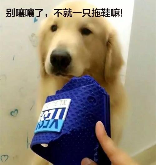 这只宠物犬不简单，自从养了它，主人的心都操的细碎啊！
