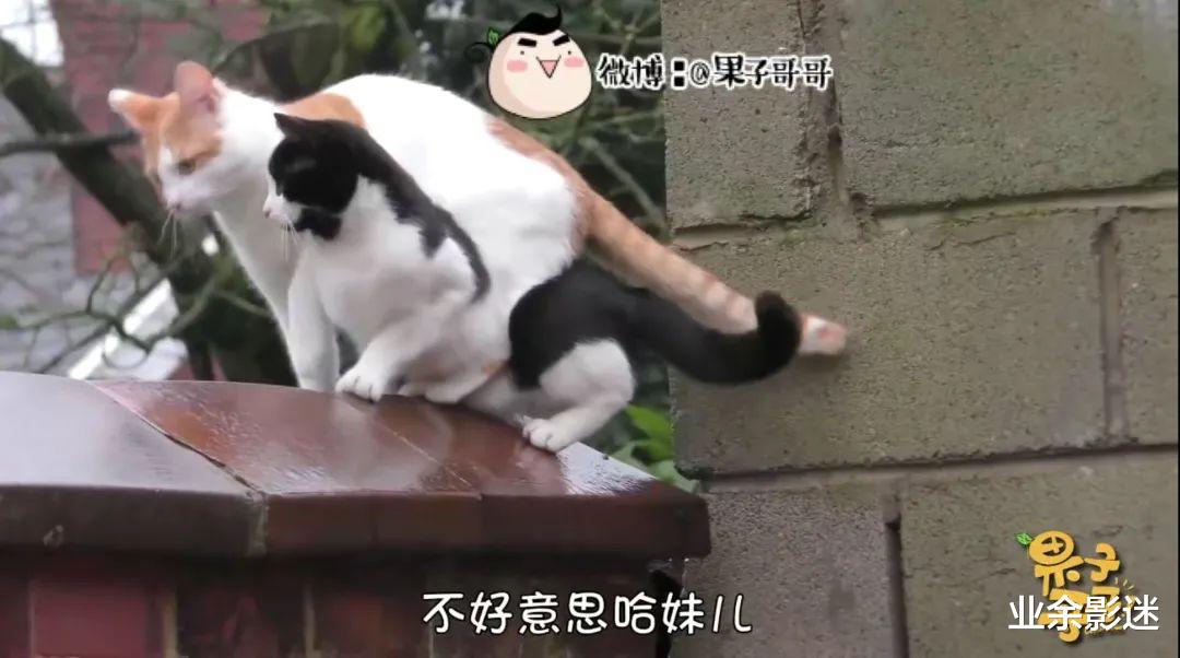 华为|“华为影业”又出爆款,还是重庆方言的